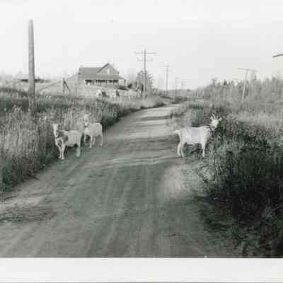 Goats on a Road