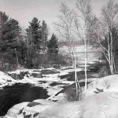 River and Birch Trees