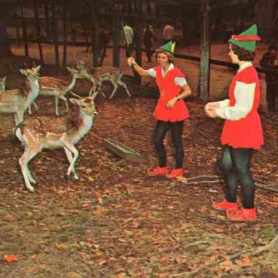 Feeding the Deer Postcard