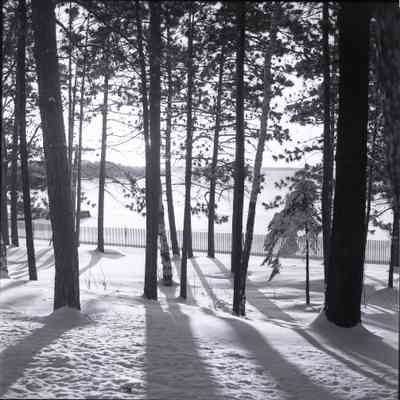 Trees and Snow Fence