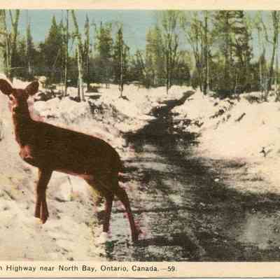 Deer On Ferguson Highway Near North Bay, Can 59