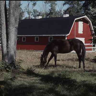 Horse & Red Barn - North Bay, ON / Mantha's Riverbend Road.