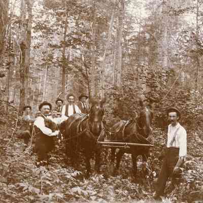 Horse with team going through the bush