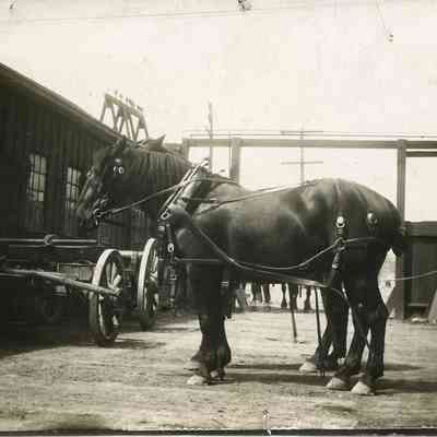 J.B. Smith & Sons Freight Horses