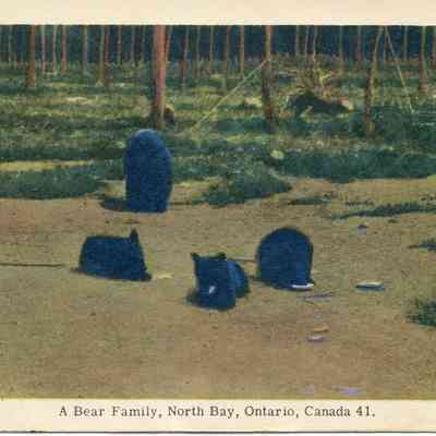 A Bear Family in North Bay