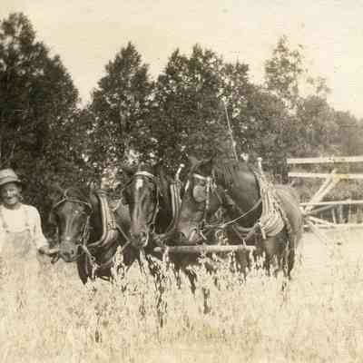 Man with Team of Horses