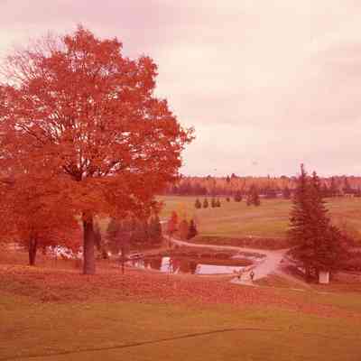 Red Tree and Road