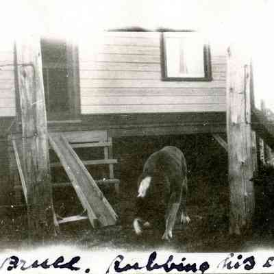 Gillivia Image
