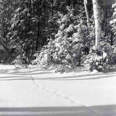 Animal Trail in the Snow