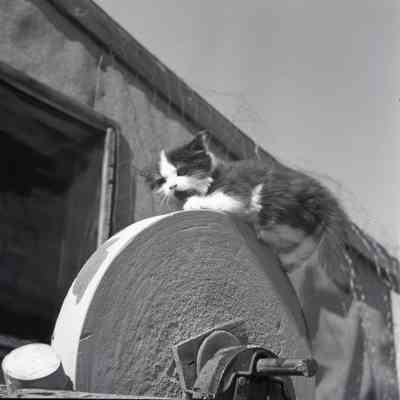 A Kitten on Grindstone