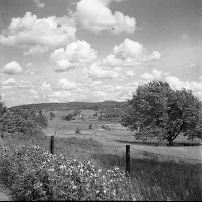 Summer Scenic
