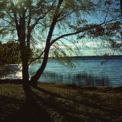 Trout Lake, tree silhouette, autumn