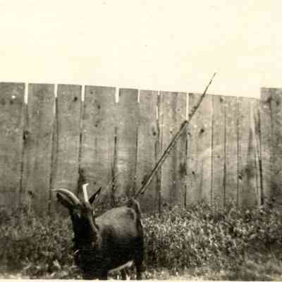 Cavello's Goat Photo