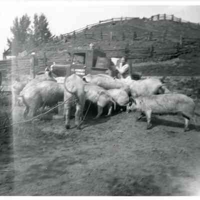 Pigs Feeding at Kennedy Farm