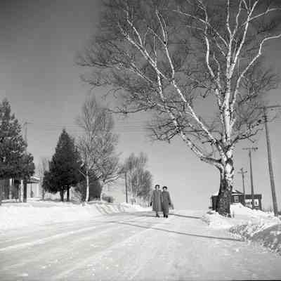 Birch Tree at Astorville Village