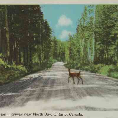 Deer on Ferguson Highway near North Bay, Ontario, Canada.