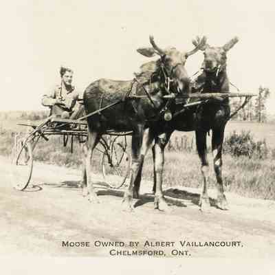 Moose Owned By Albert Vaillancourt