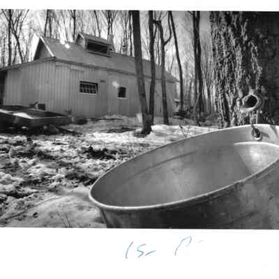 Maple Syrup Harvesting