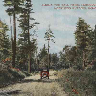 Among the Tall Pines, Ferguson Highway, Northern Ontario, Canada