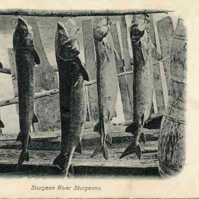 Sturgeon Falls Sturgeons