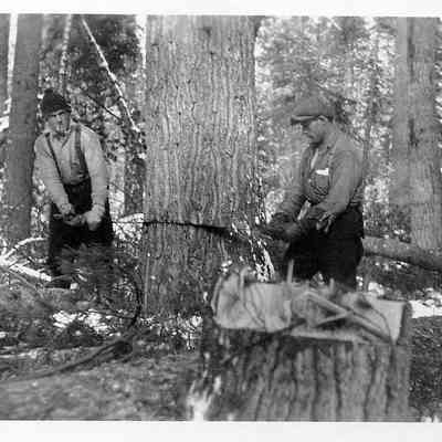 Two Lumberjacks Sawing Down a Tree