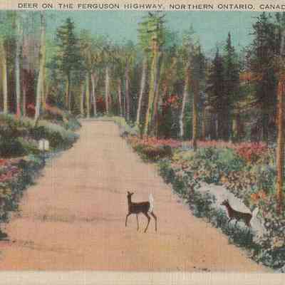 Deer on the Ferguson Highway, Northern Ontario, Canada