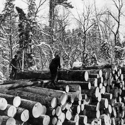 Lumberjack rolling logs