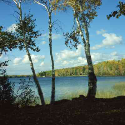 Trout Lake Birch Trees, Portage Park, Trout Lake