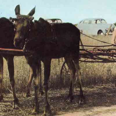 Wild Moose
