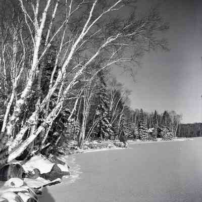 Trout Lake Birches, Lakeshore