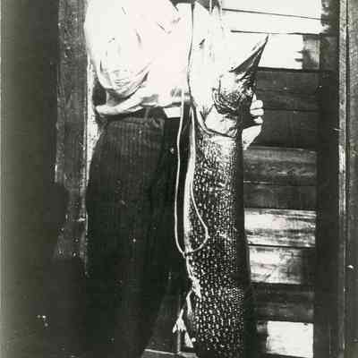 38lb. Great Northern Pike Caught in French River