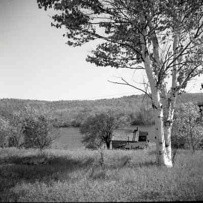 Trout Lake, Birch Tree and Old House