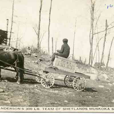 Frank Anderson's 300 lbs Team of Shetlands, Muskoka Station