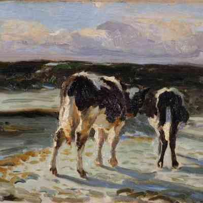 Cows