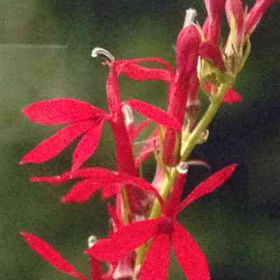 Lobelia Cardinalis - Cardinal Flower