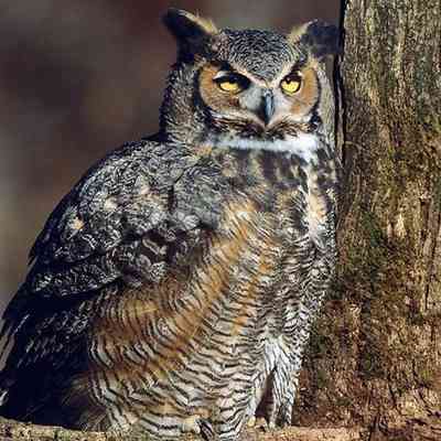 Horned Owl