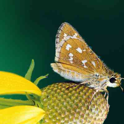 Moth