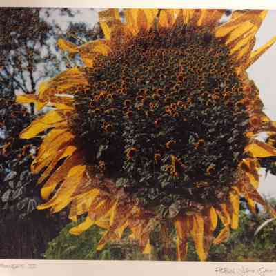 Sunflowers III