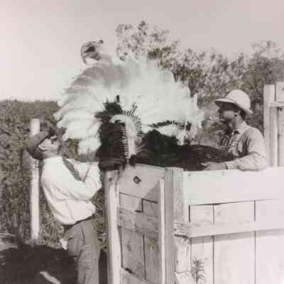 Plucking Male Bird
