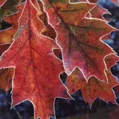 Frost-Edged Oak Leaves, Alger County