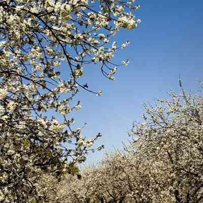 Untitled (Orchard in Spring)