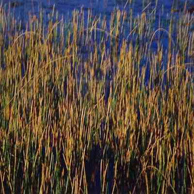Reeds in Morning Sun - Barry County