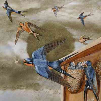 Swallows that Nest
