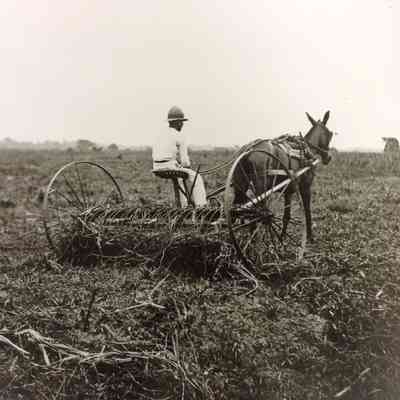 Cultivating in Trinidad, preparing the land for planting sugar cane.