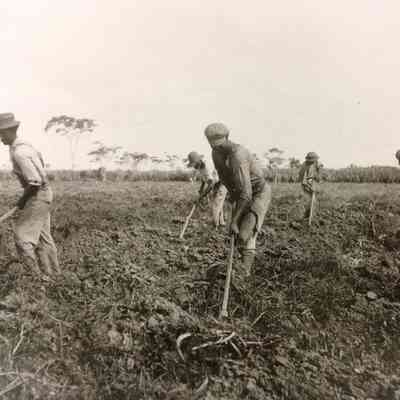 Old Fashioned Hoe Work Team, Trinidad