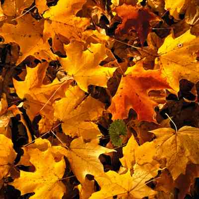 Untitled (Yellow Maple leaves with single Garlic Mustard Leaf)