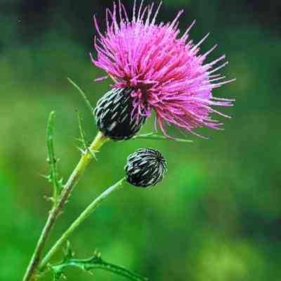 Untitled (Thistle)