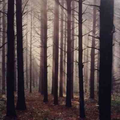 Morning Light Filtered through the Pines - Barry County
