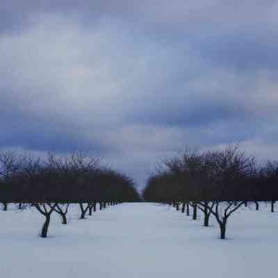 Cherry Trees in Winter