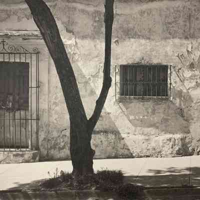 Tree and Wall, Oaxaca from Mexico Series